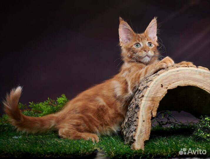 Котята мейн-кун