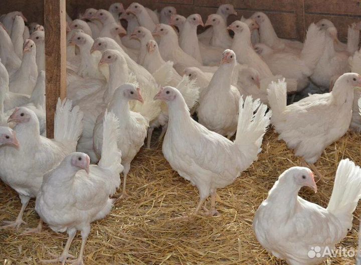 Куры молодки