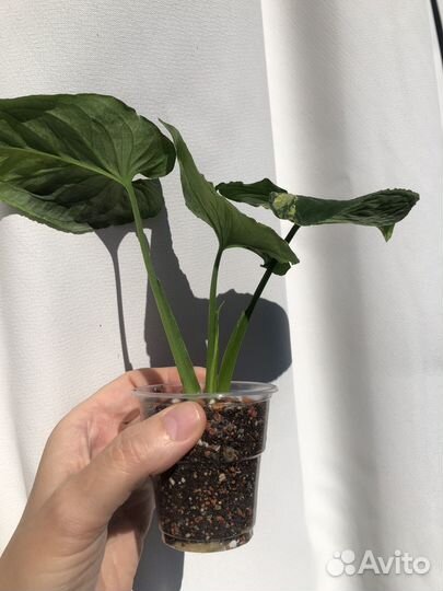 Сингониум яичница