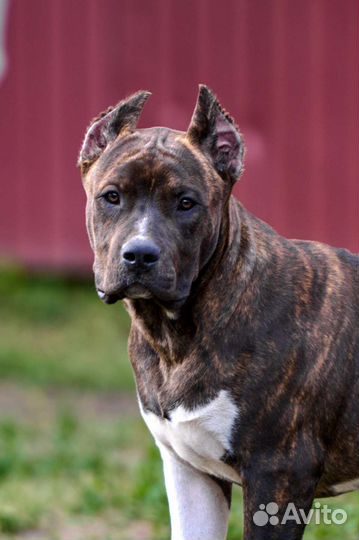 Американский булли