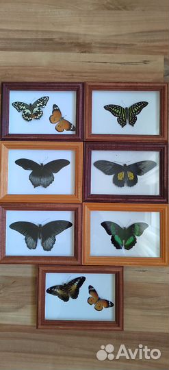 Тропические бабочки