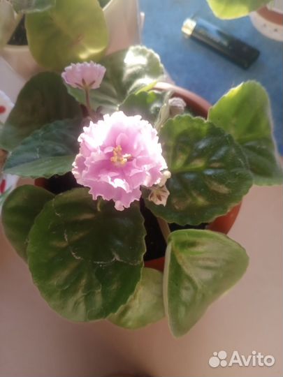 Комнатные цветы фиалки