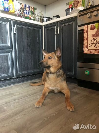 Собака Перси ищет дом