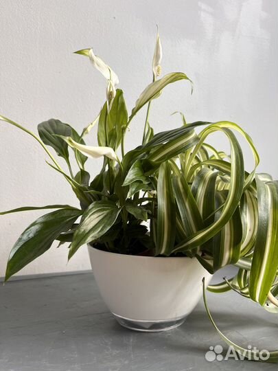 Хлорофитум и спатифиллум, композиция