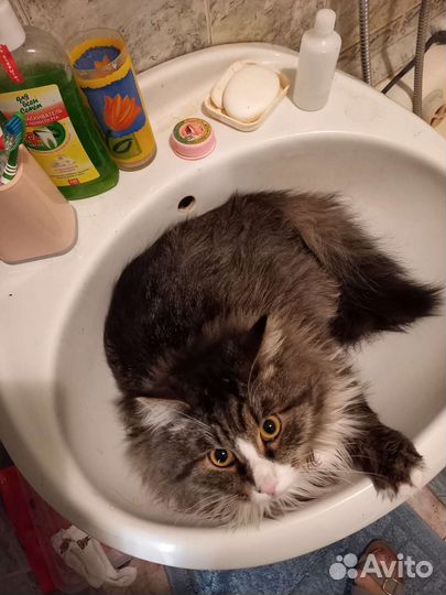 Отдам бесплатно