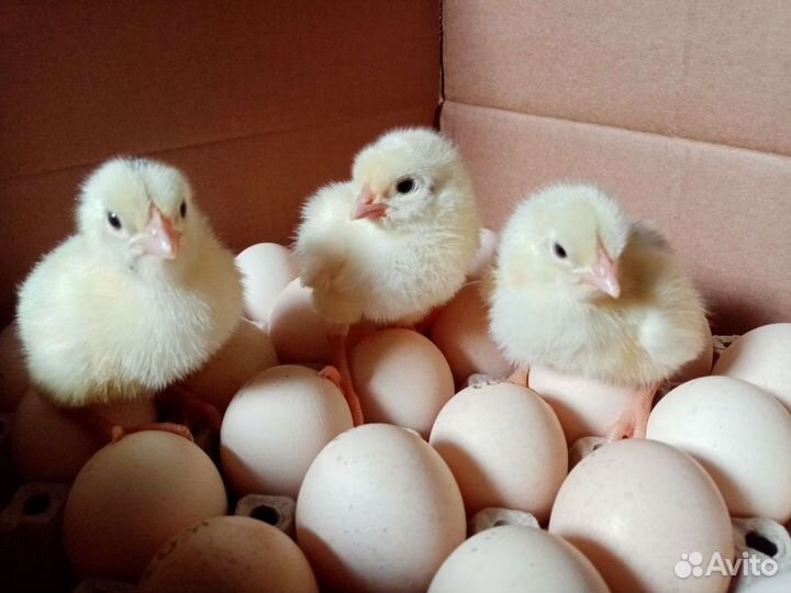 Цыплята бройлеры кобб 500 и росс 308