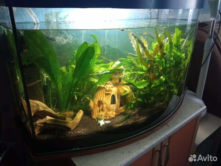 Аквариум радиусный