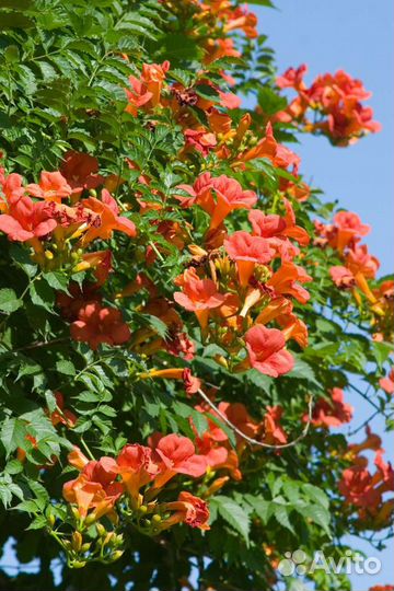 Лиана Кампсис