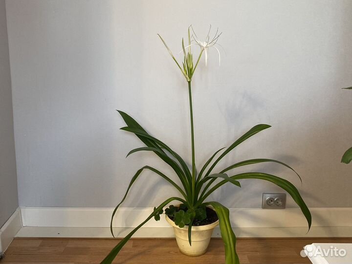 Исмене,экзотический цветок