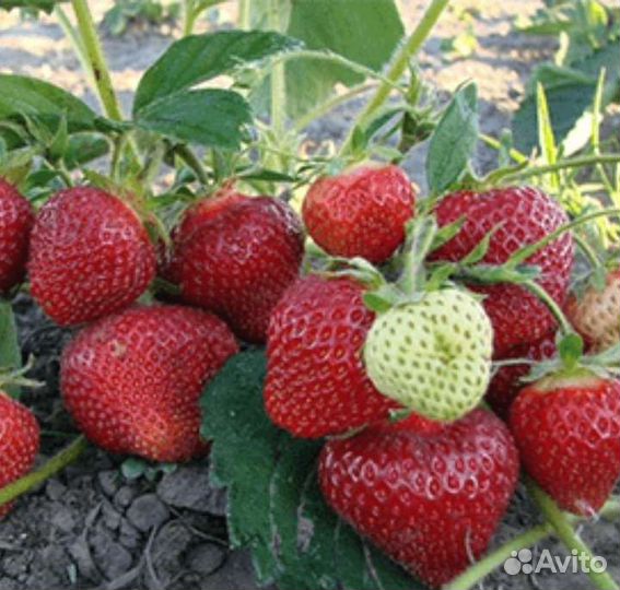 Рассада клубники Альбион