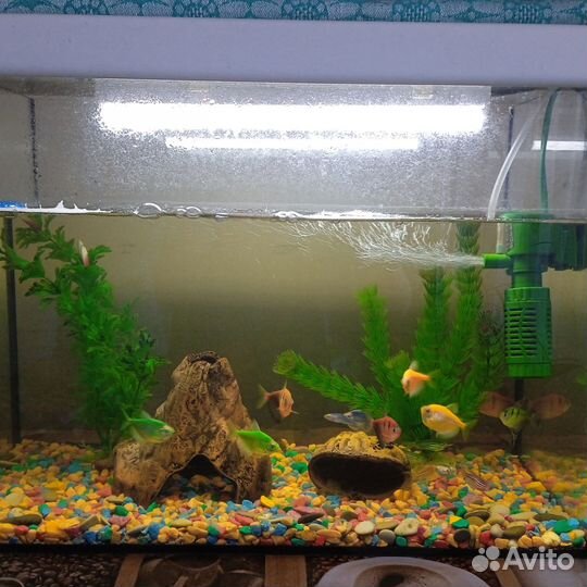 Аквариум с рыбками