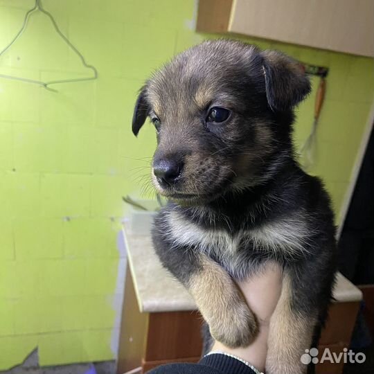 Щеночки в добрые руки
