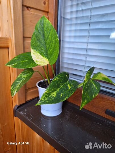 Сциндапсус Марбл Квин крупнолистовой