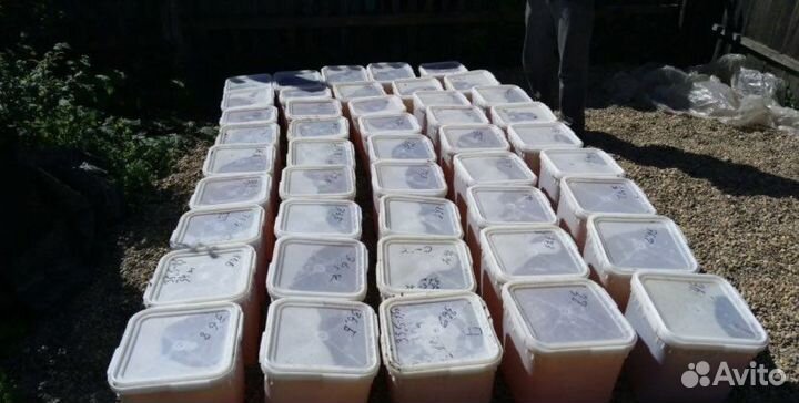 Свежий мед 2023 года с доставкой