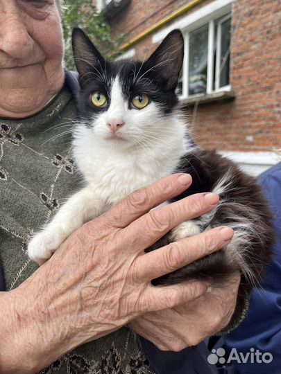 Котенок девочка в добрые руки