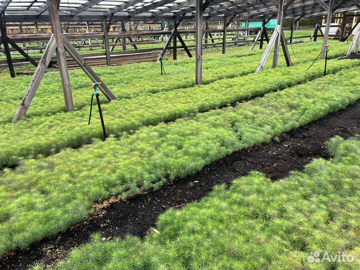 Сосна с окс сеянцы саженцы лесовосстановления