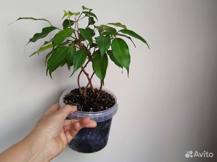 Фикус бенджамина плетеный