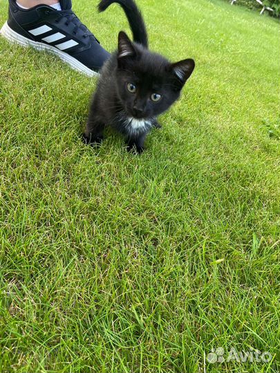 Котята в дар бесплатно