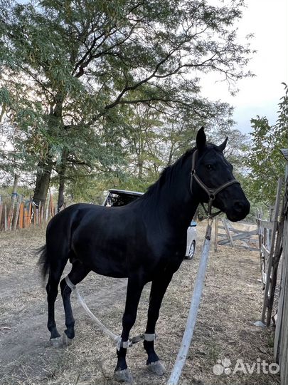 Карачаевский жеребец мощный