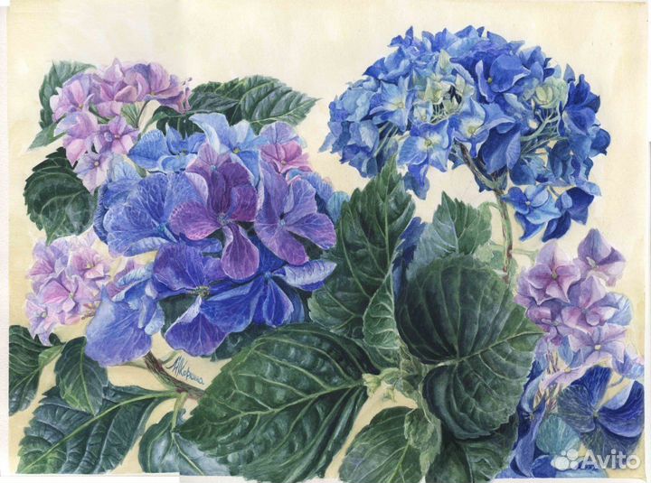 Картина акварель Цветы Гортензия