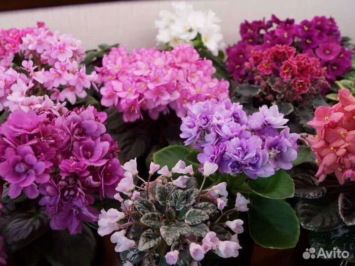 Фиалки (лист на срез)