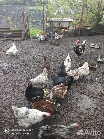 Продам яйцо инкубационное ливенская ситцевая