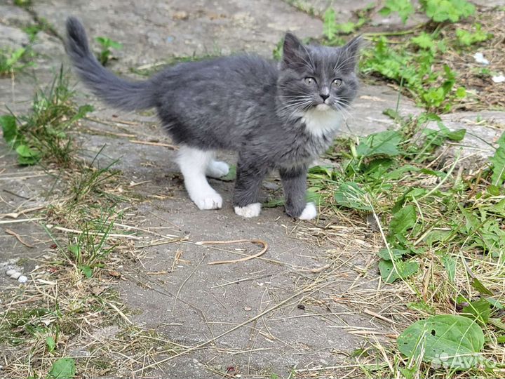 Кошечка ищет новый дом