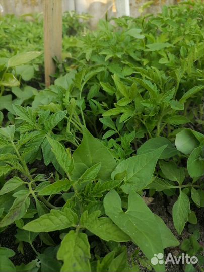 Рассада с грунта