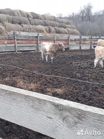 Тёлки сементалы