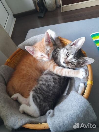 Котята возраст 3 месяца ищут дом