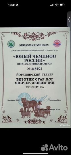 Йорк на вязку