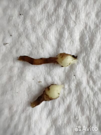 Алоказия бамбино пинк вариегатная