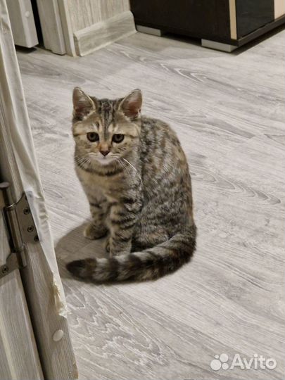 Шотландские котята