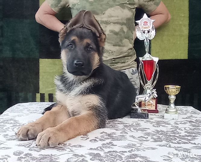 Щенок немецкой овчарки