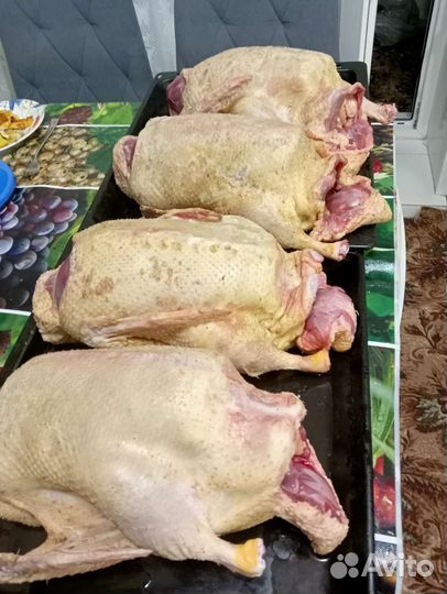 Мясо уток мулардов