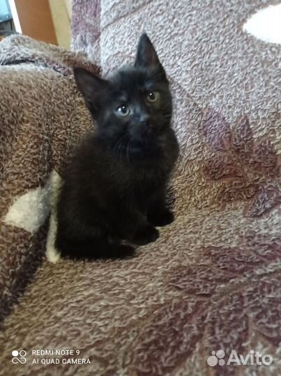 Отдам в добрые руки