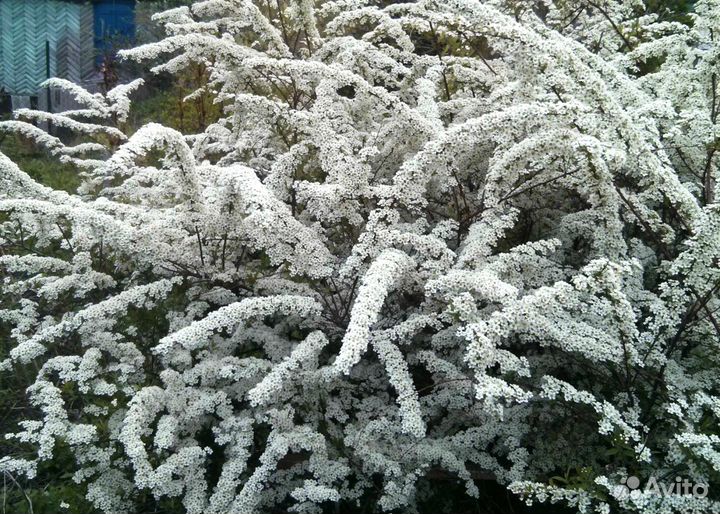 Многолетние цветы для клумб