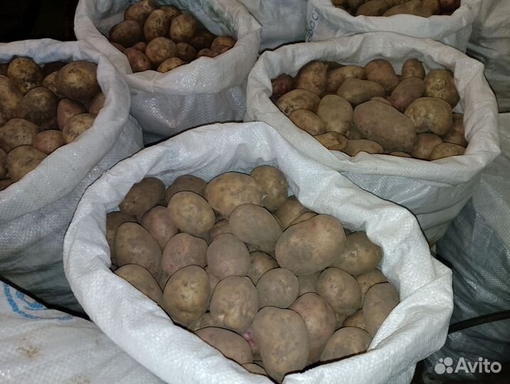 Продам картофель
