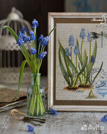 Иллюстрация ботаническая Мускари