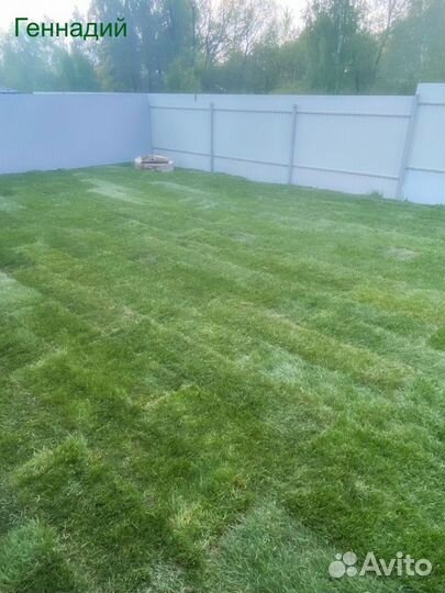 Рулонный газон залог доброго утра