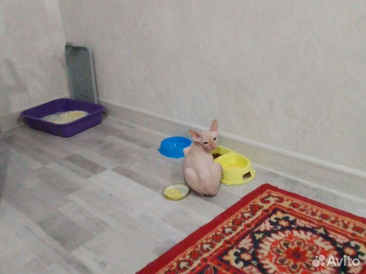 Донской сфинкс