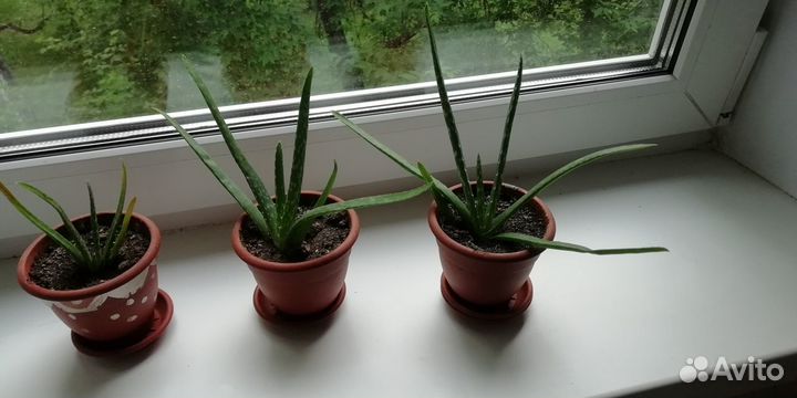 Комнатные домашние растения