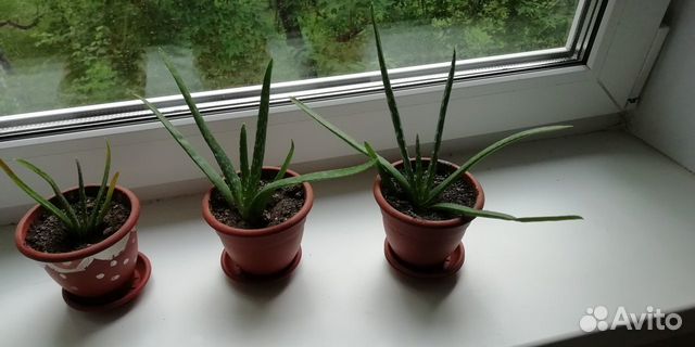 Комнатные домашние растения