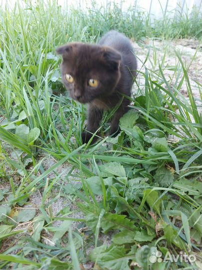 Шотландская