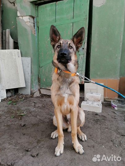 Метис овчарки