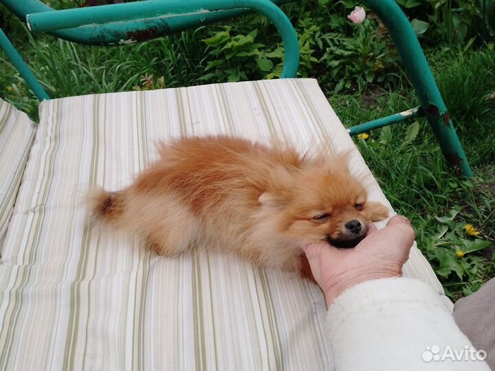 Помиранские детки миниатюры