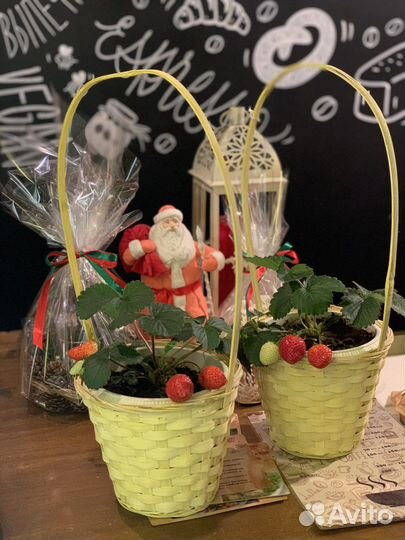 Рассада клубники Ания