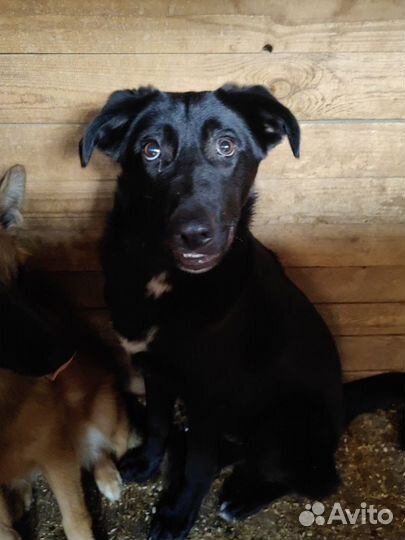 Щеночек Несквик ищет дом