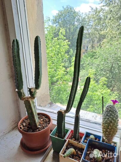 Кактусы и книги