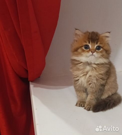 Хайленд страйт шотландская длинношерстная